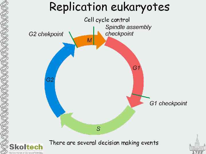 Replication eukaryotes Cell cycle control There are several decision making events 