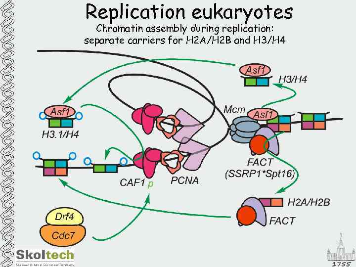 Replication eukaryotes Chromatin assembly during replication: separate carriers for H 2 A/H 2 B