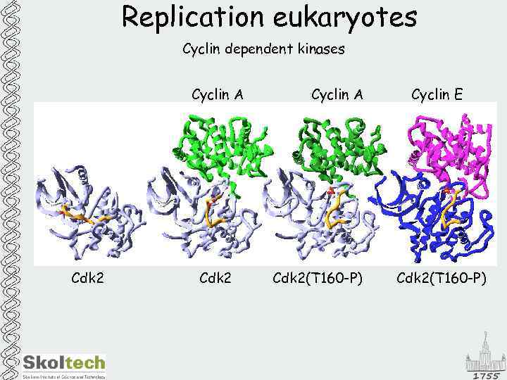 Replication eukaryotes Cyclin dependent kinases Cyclin A Cdk 2(T 160 -P) Cyclin E Cdk