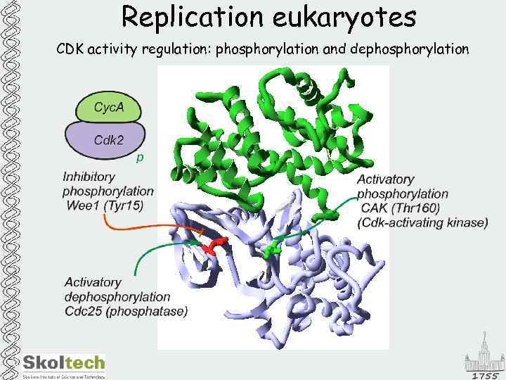 Replication eukaryotes CDK activity regulation: phosphorylation and dephosphorylation 