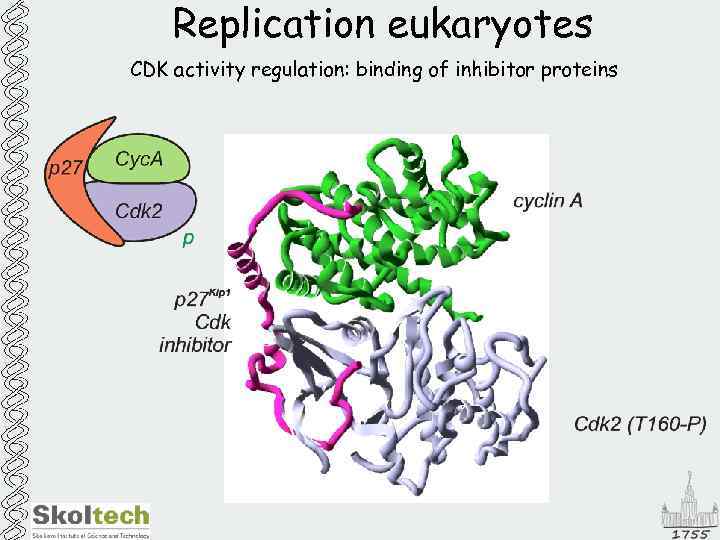 Replication eukaryotes CDK activity regulation: binding of inhibitor proteins 