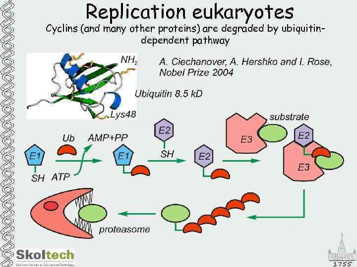 Replication eukaryotes Cyclins (and many other proteins) are degraded by ubiquitindependent pathway 