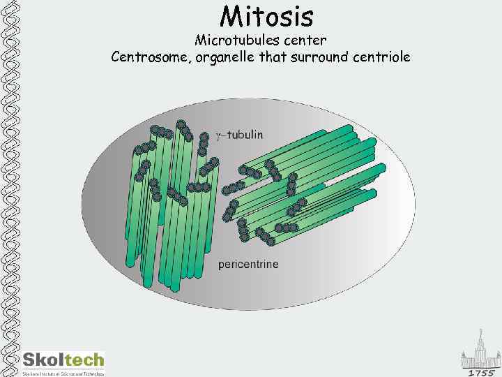 Mitosis Microtubules center Centrosome, organelle that surround centriole 