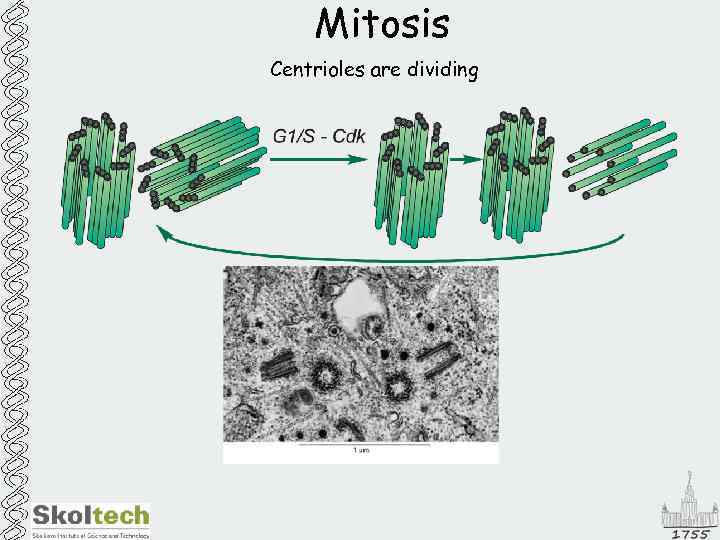 Mitosis Centrioles are dividing 