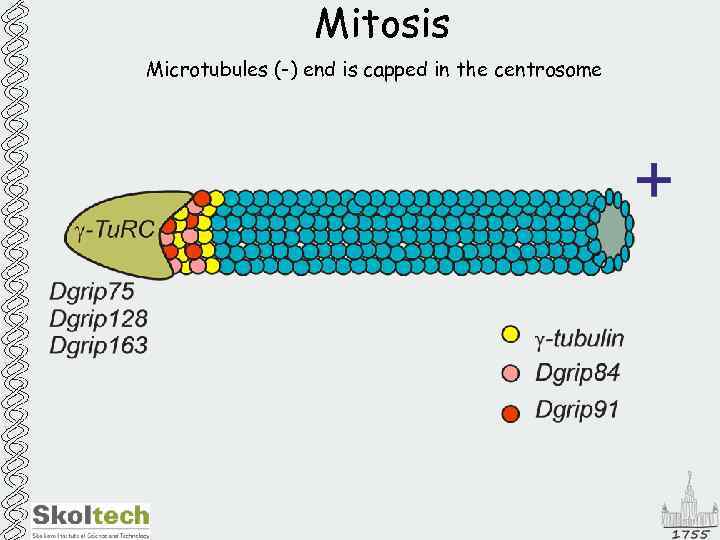 Mitosis Microtubules (-) end is capped in the centrosome 