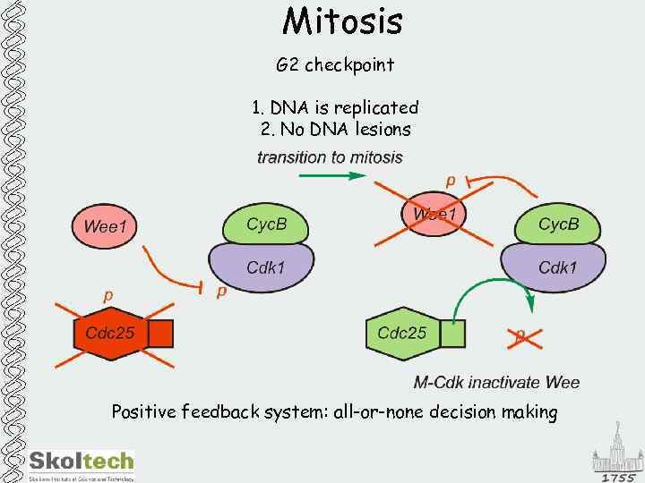 Mitosis G 2 checkpoint 1. DNA is replicated 2. No DNA lesions Positive feedback