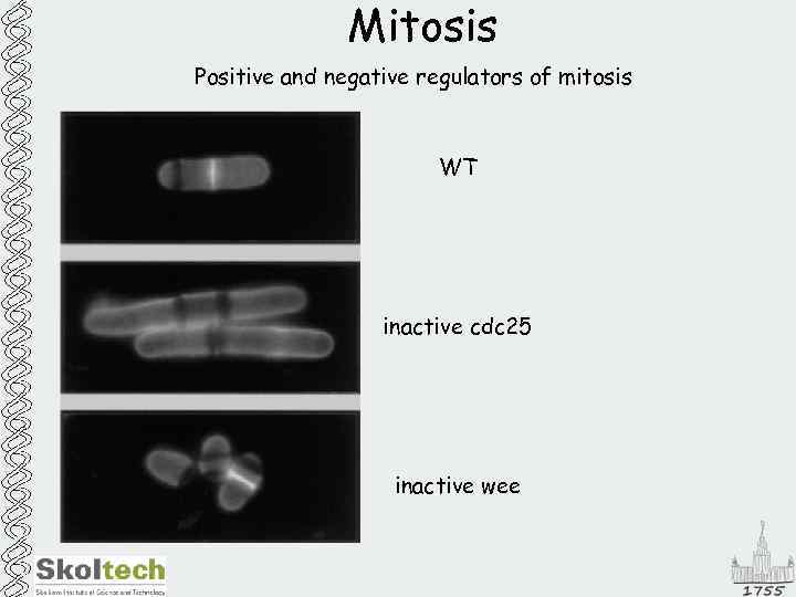 Mitosis Positive and negative regulators of mitosis WT inactive cdc 25 inactive wee 