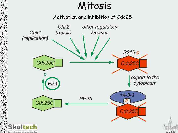 Mitosis Activation and inhibition of Cdc 25 