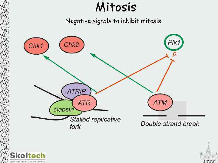 Mitosis Negative signals to inhibit mitosis 