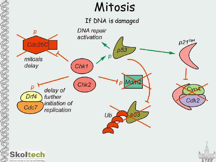 Mitosis If DNA is damaged 