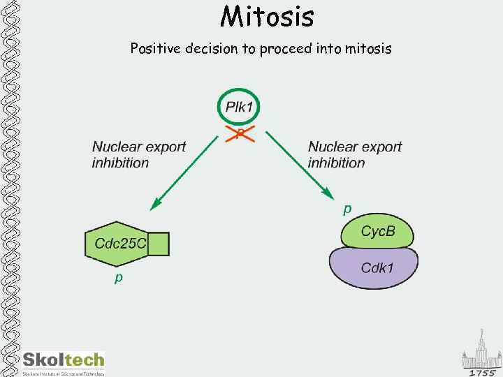 Mitosis Positive decision to proceed into mitosis 