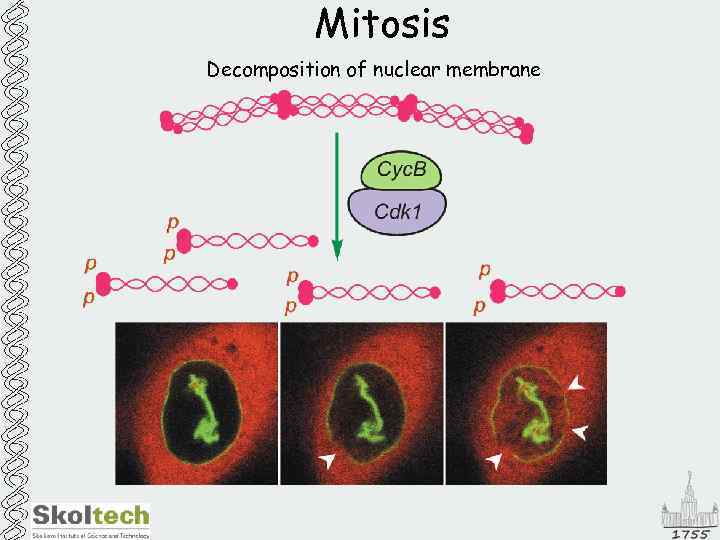 Mitosis Decomposition of nuclear membrane 