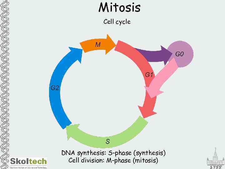 Mitosis Cell cycle DNA synthesis: S-phase (synthesis) Cell division: M-phase (mitosis) 