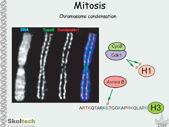 Mitosis Chromosome condensation 