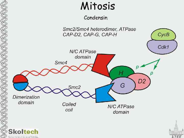 Mitosis Condensin 