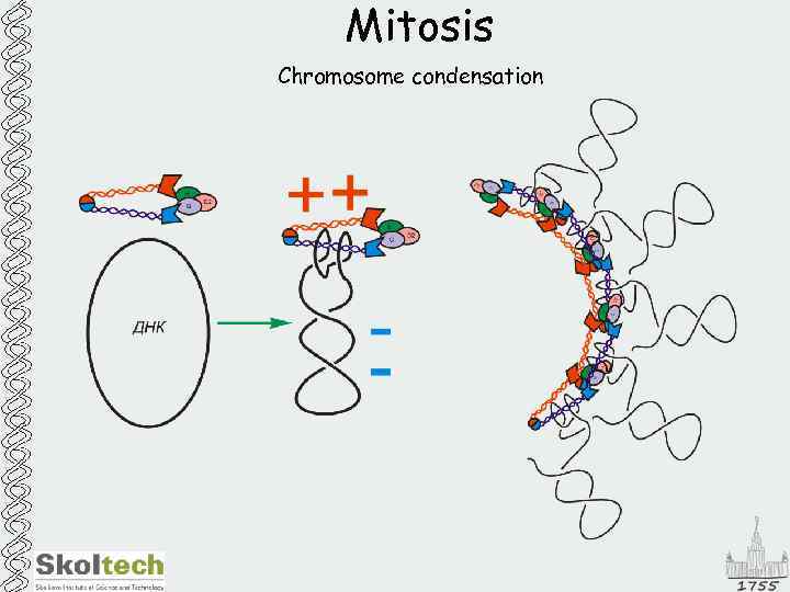 Mitosis Chromosome condensation 