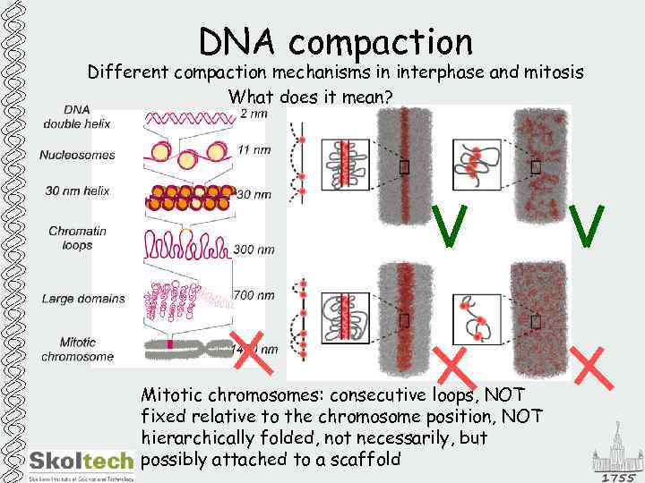 DNA compaction Different compaction mechanisms in interphase and mitosis What does it mean? Mitotic