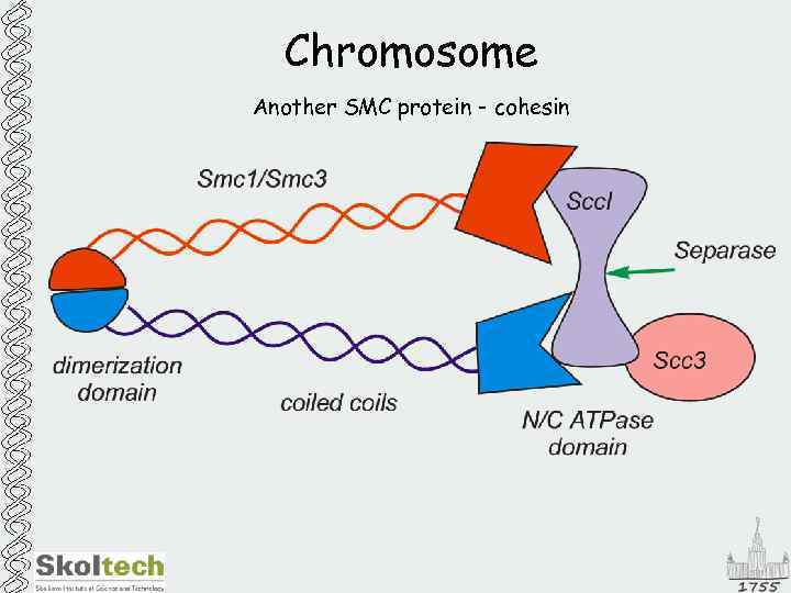 Chromosome Another SMC protein - cohesin 