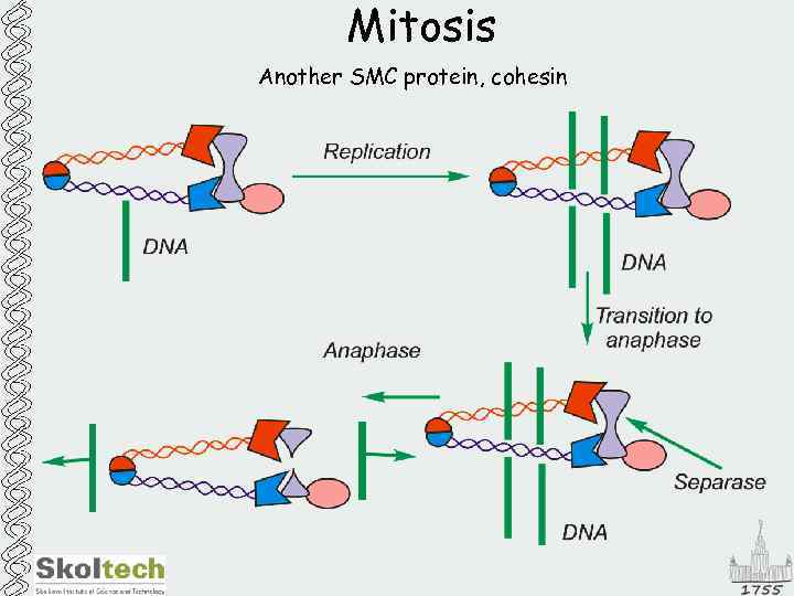 Mitosis Another SMC protein, cohesin 