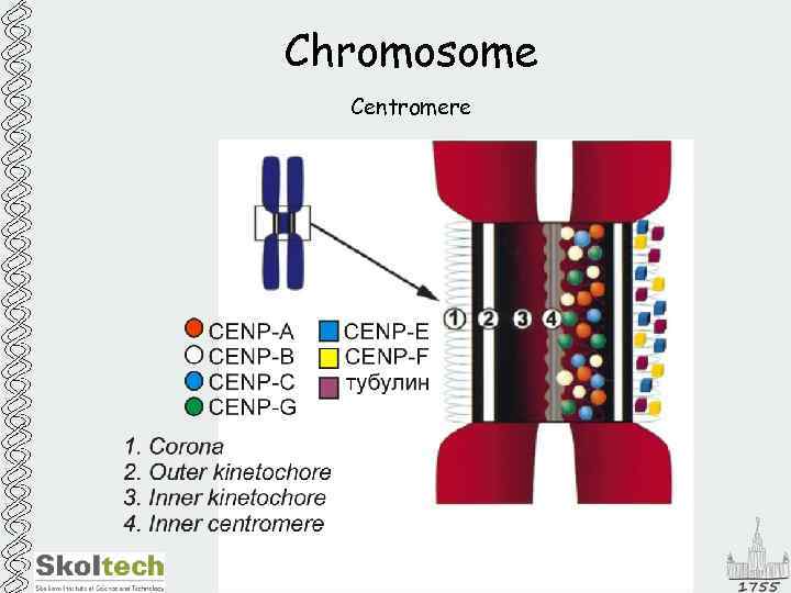 Chromosome Centromere 