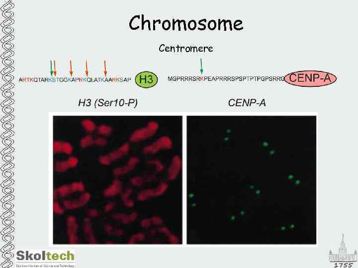 Chromosome Centromere 