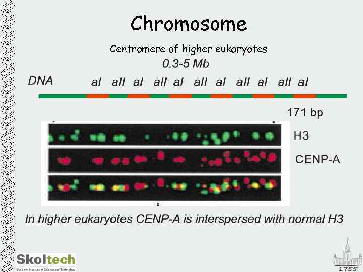 Chromosome Centromere of higher eukaryotes 