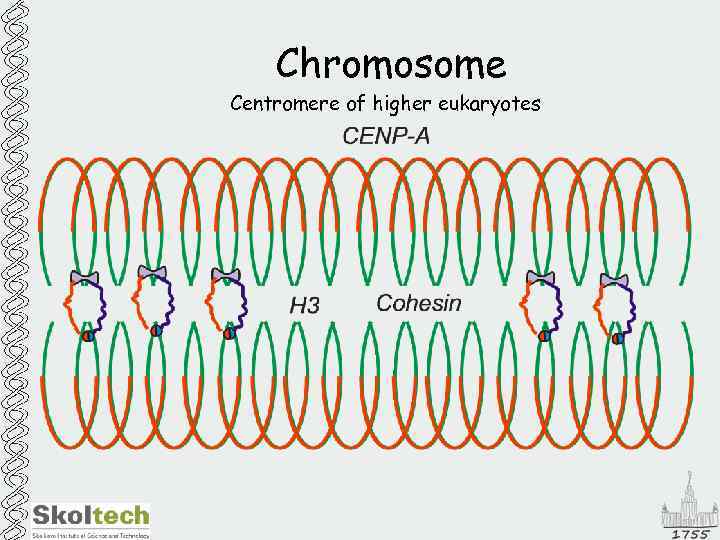 Chromosome Centromere of higher eukaryotes 