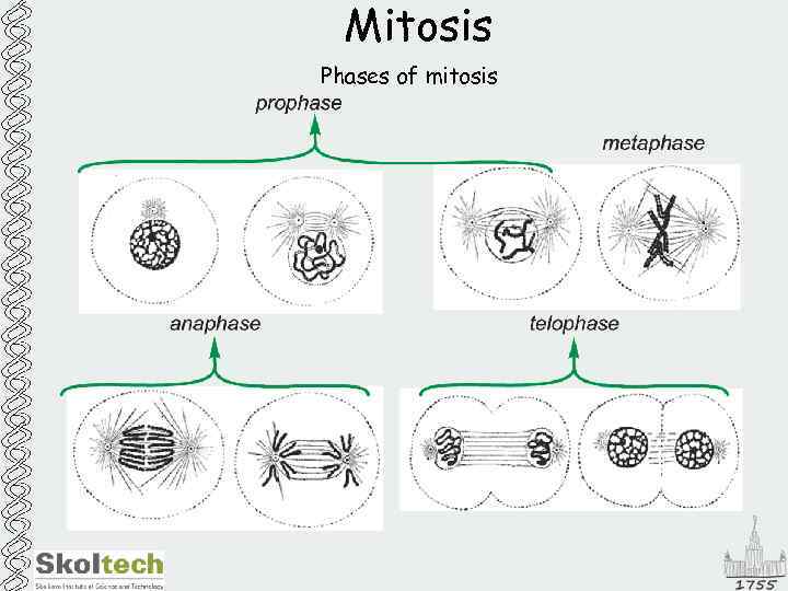 Mitosis Phases of mitosis 