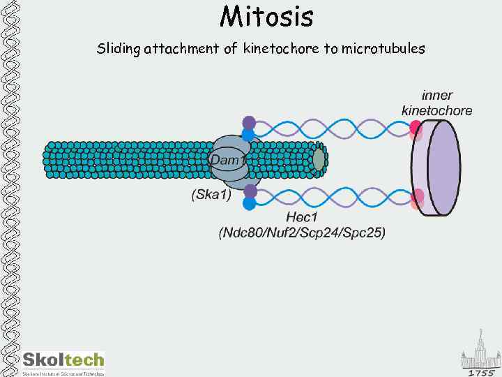 Mitosis Sliding attachment of kinetochore to microtubules 