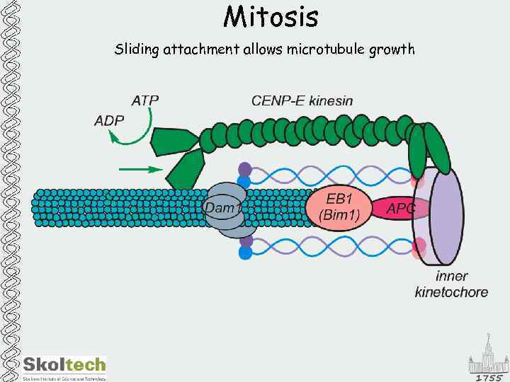 Mitosis Sliding attachment allows microtubule growth 