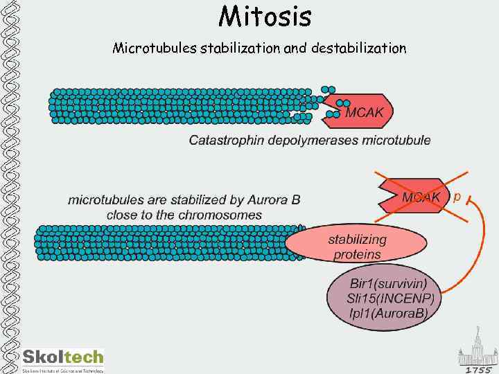 Mitosis Microtubules stabilization and destabilization 