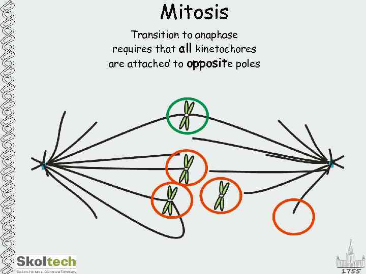 Mitosis Transition to anaphase requires that all kinetochores are attached to opposite poles 