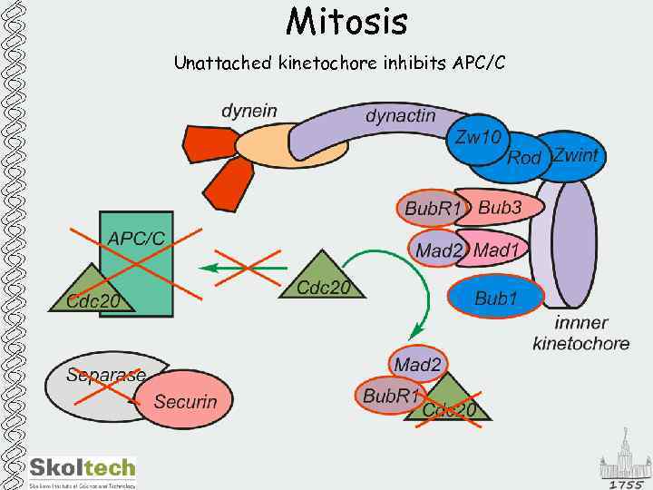 Mitosis Unattached kinetochore inhibits APC/C 