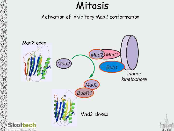 Mitosis Activation of inhibitory Mad 2 conformation Mad 2 open Mad 2 closed 