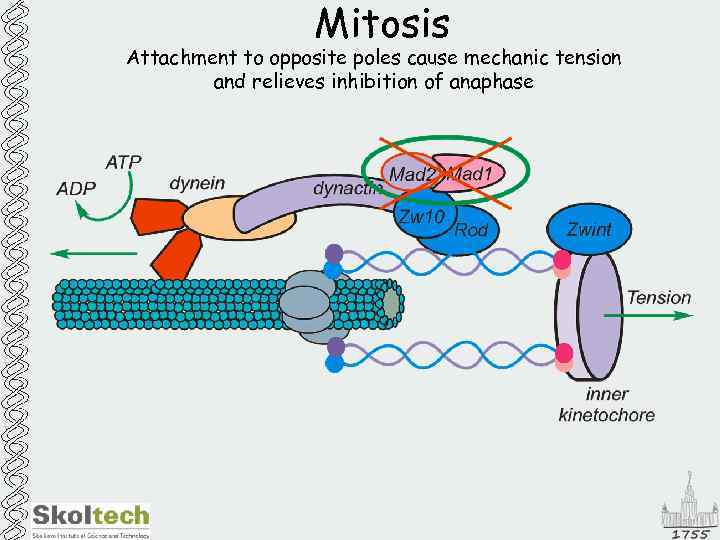 Mitosis Attachment to opposite poles cause mechanic tension and relieves inhibition of anaphase 