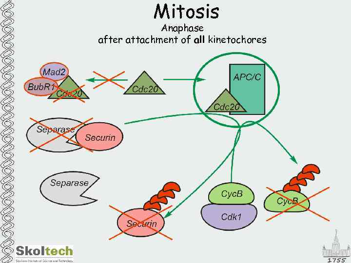 Mitosis Anaphase after attachment of all kinetochores 