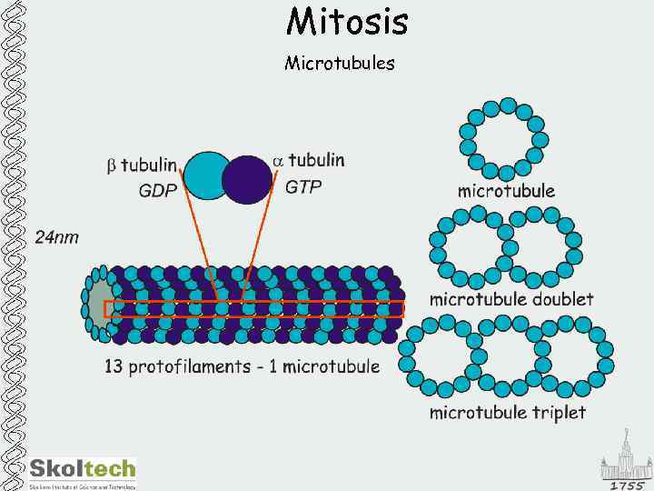 Mitosis Microtubules 