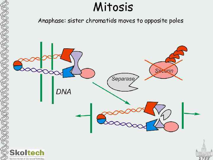 Mitosis Anaphase: sister chromatids moves to opposite poles 