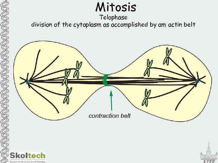 Mitosis Telophase division of the cytoplasm as accomplished by am actin belt 