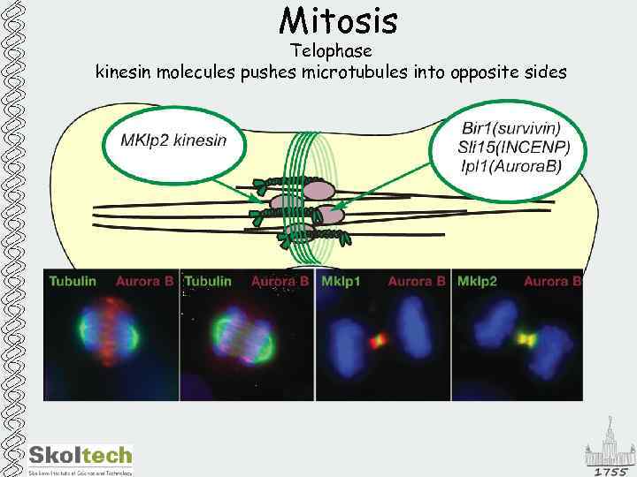 Mitosis Telophase kinesin molecules pushes microtubules into opposite sides 