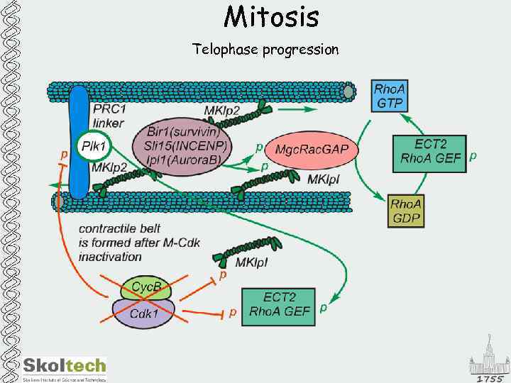 Mitosis Telophase progression 