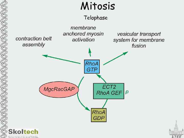 Mitosis Telophase 