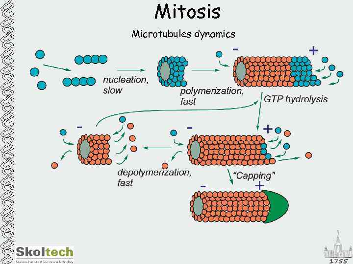 Mitosis Microtubules dynamics 