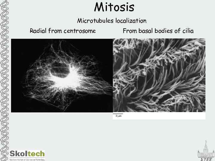 Mitosis Microtubules localization Radial from centrosome From basal bodies of cilia 