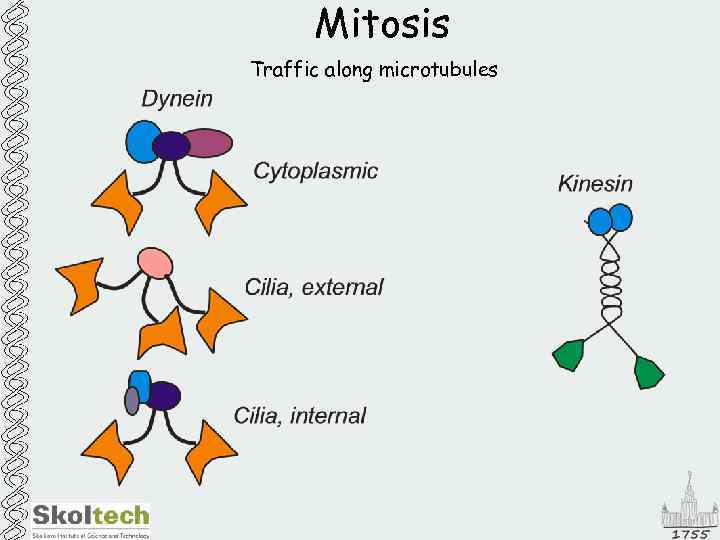 Mitosis Traffic along microtubules 