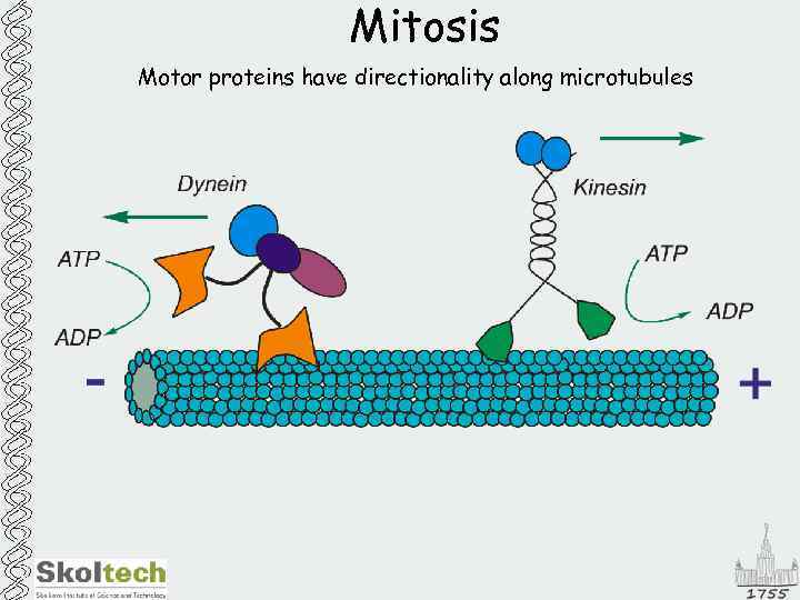 Mitosis Motor proteins have directionality along microtubules 