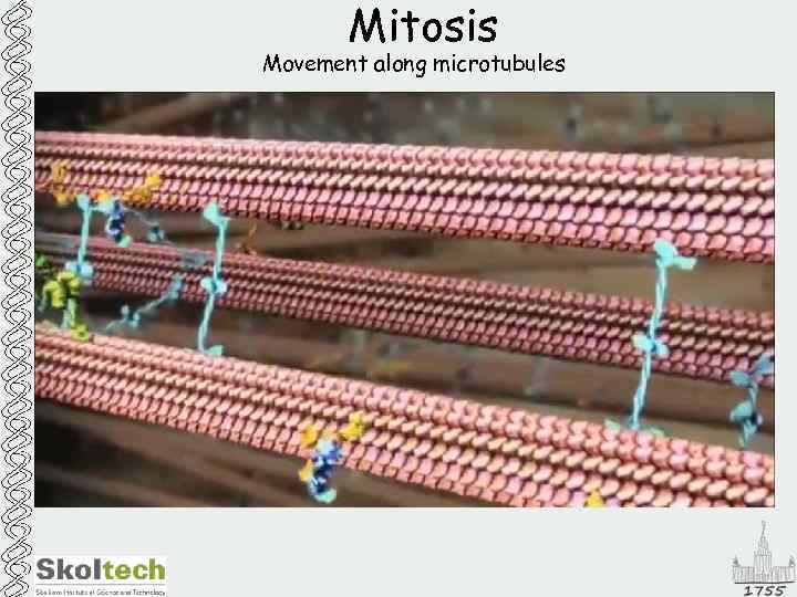 Mitosis Movement along microtubules 