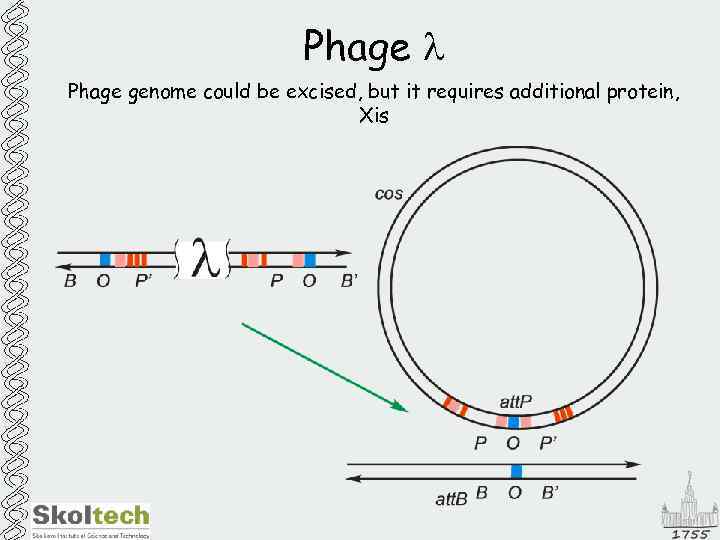 Phage l Phage genome could be excised, but it requires additional protein, Xis 