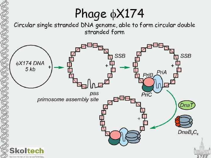 Phage f. X 174 Circular single stranded DNA genome, able to form circular double