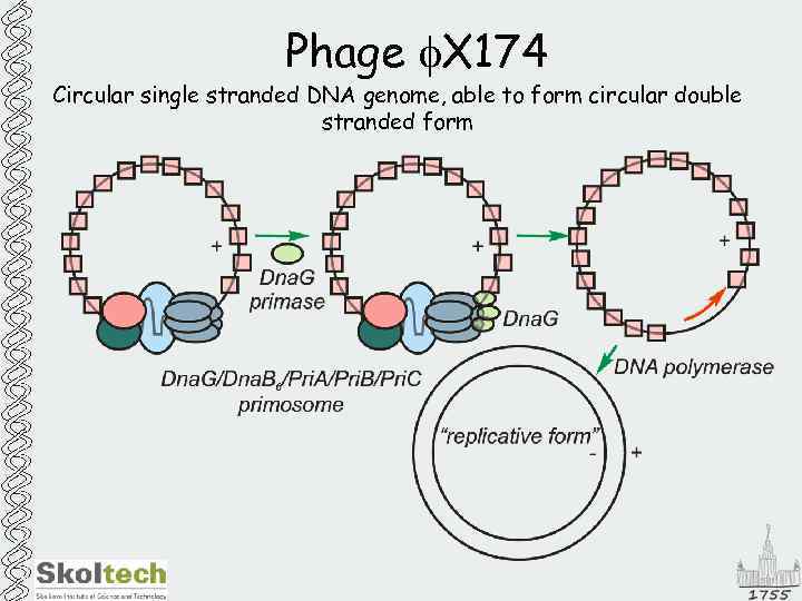 Phage f. X 174 Circular single stranded DNA genome, able to form circular double